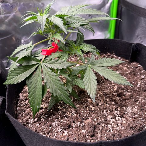 Northern Lights Auto (RQS) #1 #1 growlog timeline photo