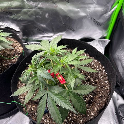 Northern Lights Auto (RQS) #1 #1 growlog timeline photo