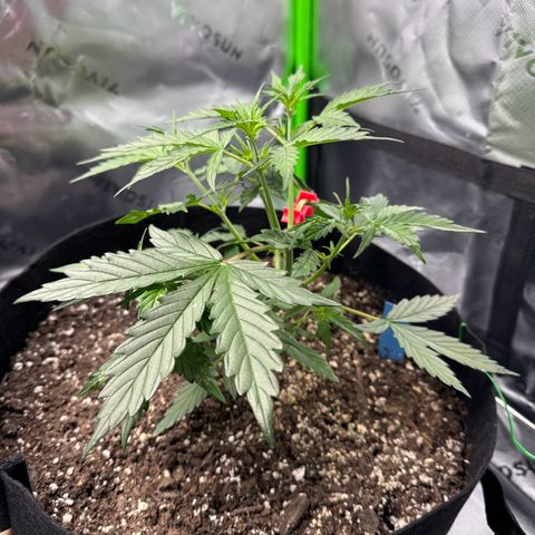 Northern Lights Auto (RQS) #1 #1 growlog timeline photo