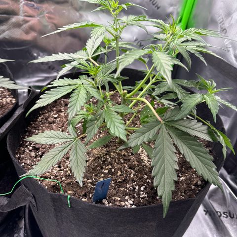 Northern Lights Auto (RQS) #1 #1 growlog timeline photo