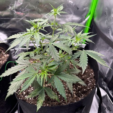 Northern Lights Auto (RQS) #1 #1 growlog timeline photo