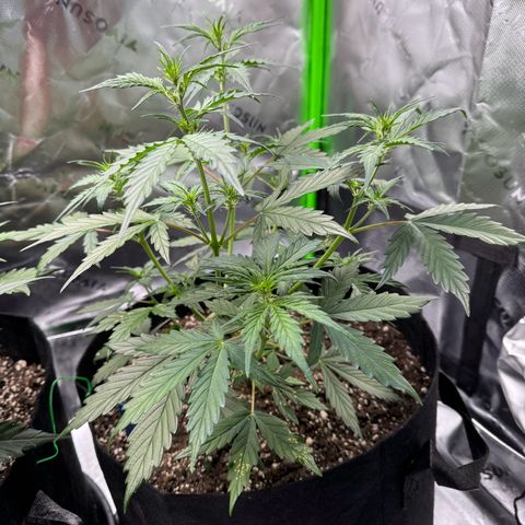 Northern Lights Auto (RQS) #1 #1 growlog timeline photo