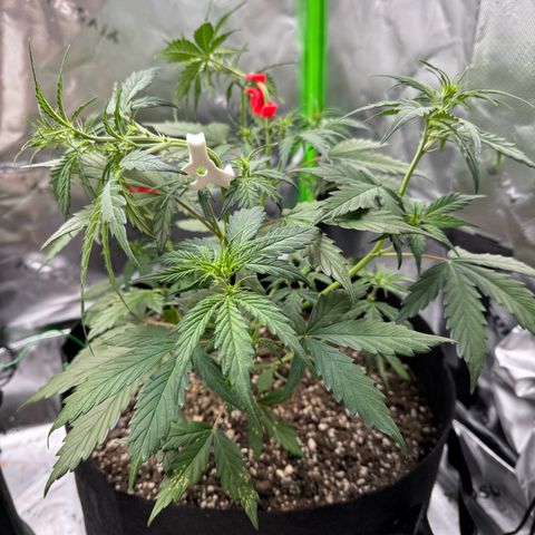 Northern Lights Auto (RQS) #1 #1 growlog timeline photo