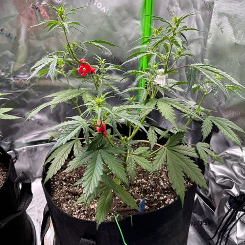Northern Lights Auto (RQS) #1 #1 growlog timeline photo