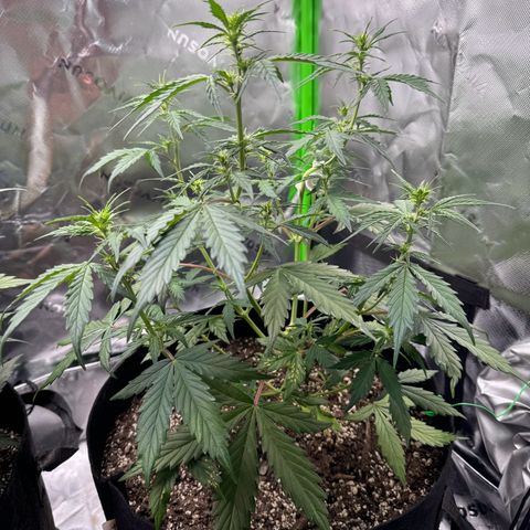 Northern Lights Auto (RQS) #1 #1 growlog timeline photo