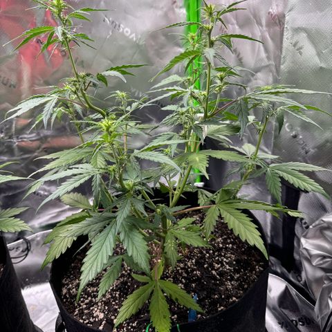 Northern Lights Auto (RQS) #1 #1 growlog timeline photo