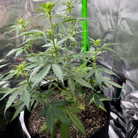 Northern Lights Auto (RQS) #1 #1 growlog timeline photo