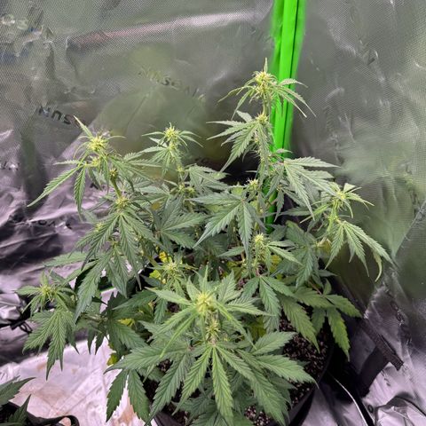 Northern Lights Auto (RQS) #1 #1 growlog timeline photo