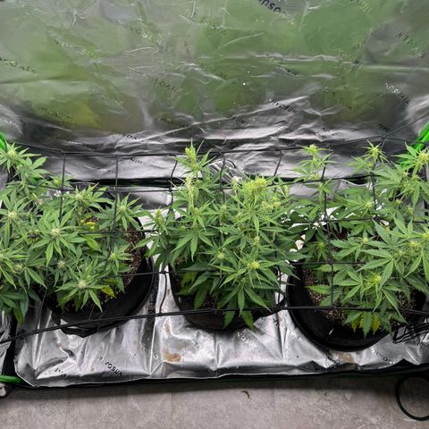Northern Lights Auto (RQS) #1 #1 growlog timeline photo
