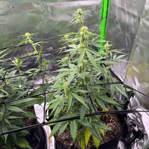 Northern Lights Auto (RQS) #1 #1 growlog timeline photo