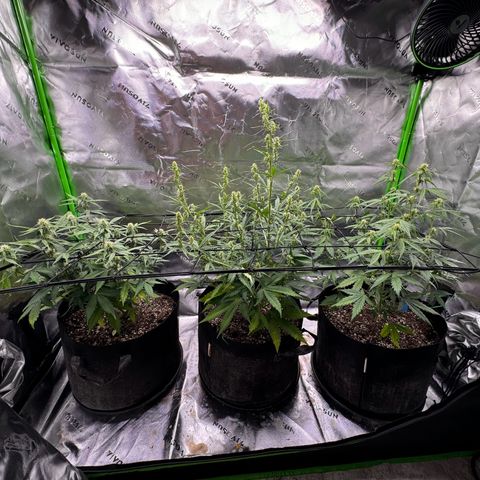 Northern Lights Auto (RQS) #1 #1 growlog timeline photo