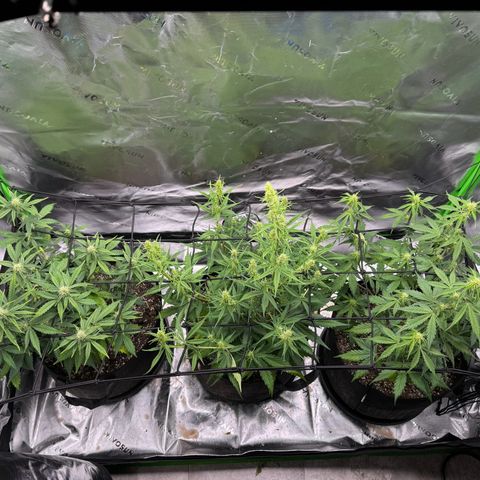 Northern Lights Auto (RQS) #1 #1 growlog timeline photo