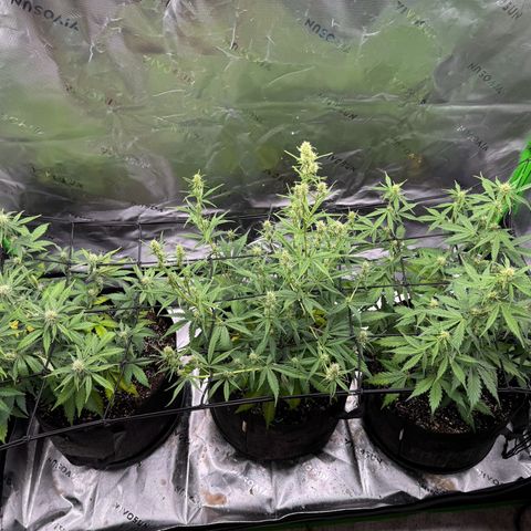 Northern Lights Auto (RQS) #1 #1 growlog timeline photo