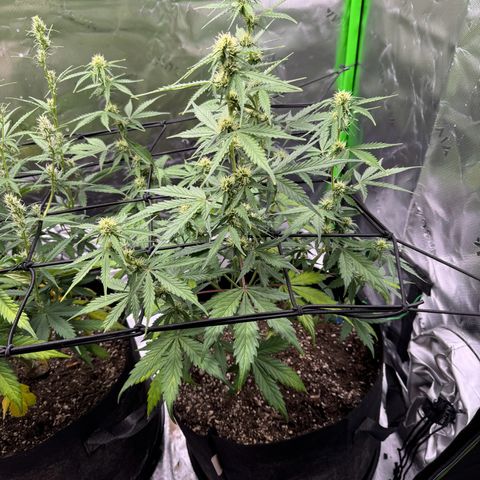 Northern Lights Auto (RQS) #1 #1 growlog timeline photo