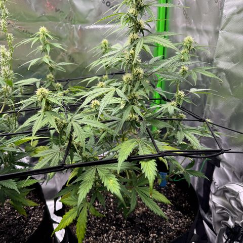 Northern Lights Auto (RQS) #1 #1 growlog timeline photo
