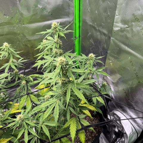 Northern Lights Auto (RQS) #1 #1 growlog timeline photo