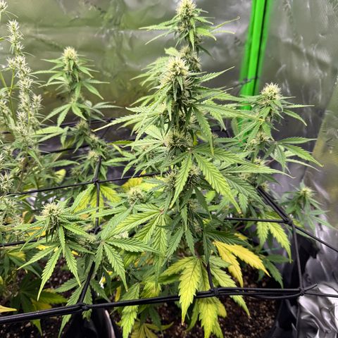 Northern Lights Auto (RQS) #1 #1 growlog timeline photo
