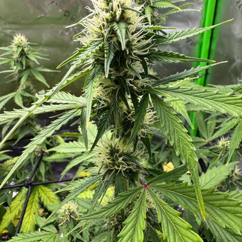 Northern Lights Auto (RQS) #1 #1 growlog timeline photo