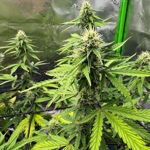 Northern Lights Auto (RQS) #1 #1 growlog timeline photo