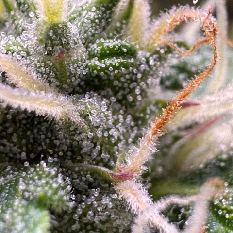 Northern Lights Auto (RQS) #1 #1 growlog timeline photo