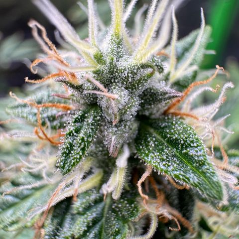 Northern Lights Auto (RQS) #1 #1 growlog timeline photo