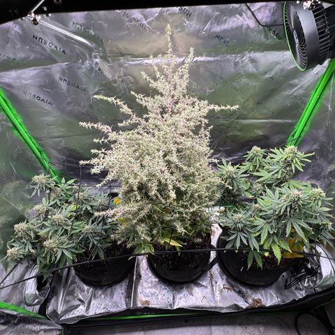 Northern Lights Auto (RQS) #1 #1 growlog timeline photo