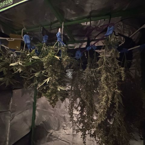 Northern Lights Auto (RQS) #1 #1 growlog timeline photo