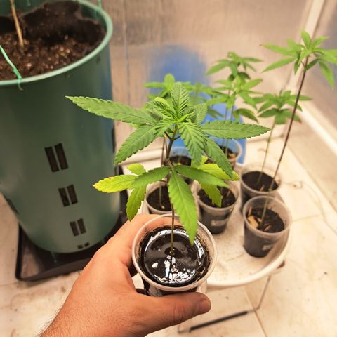 Fresas y Rosas III growlog timeline photo
