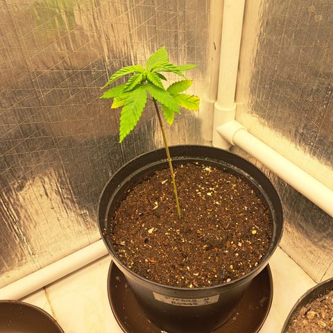 Fresas y Rosas I growlog photo: Pos trasplante 