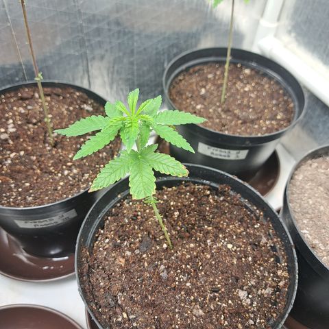 Calima I growlog photo: Pos trasplante 