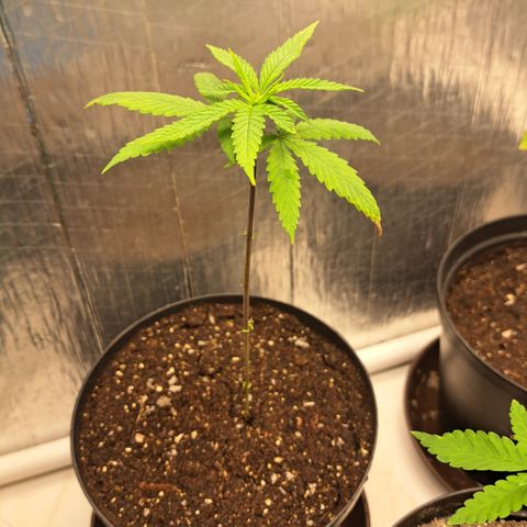 Fresas y Rosas III growlog photo: Pos trasplante 