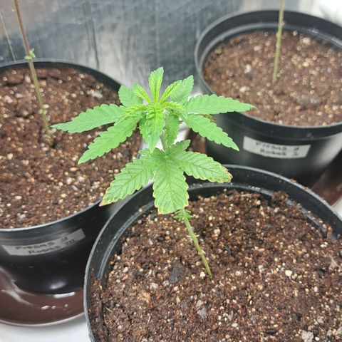 Calima II growlog photo: Pos trasplante 