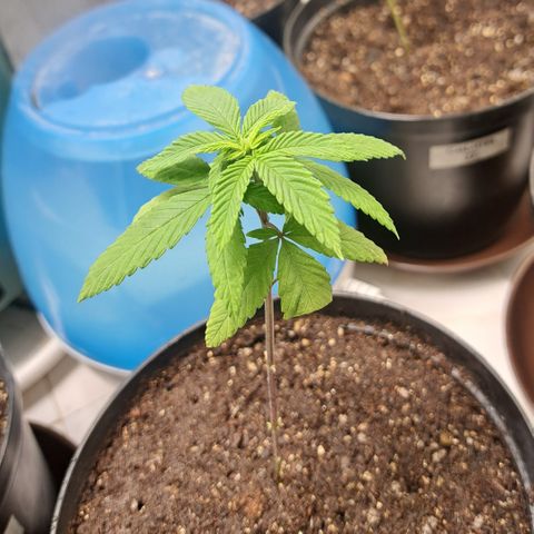 Dagga I growlog photo: Pos trasplante 