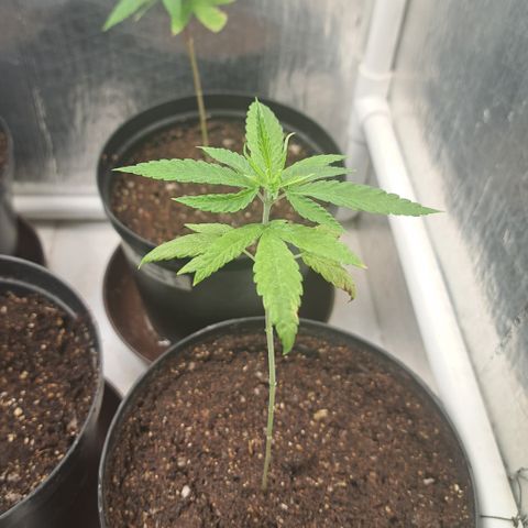 Sativa CBD growlog photo: Pos trasplante 