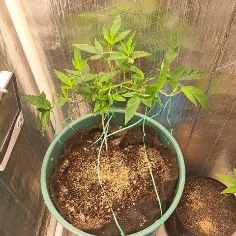 Selva Negra growlog photo: Pos trasplante 