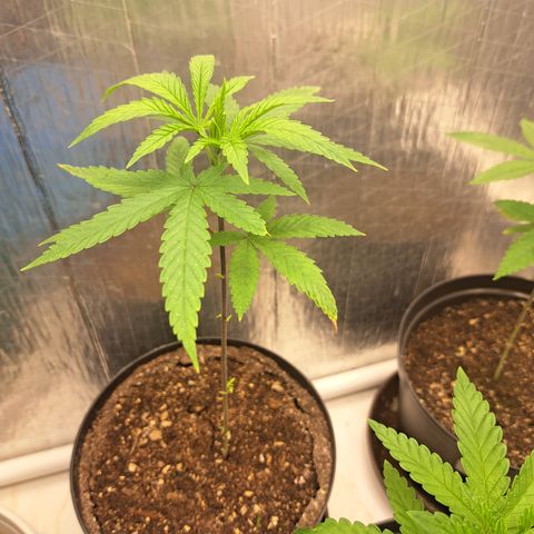 Fresas y Rosas III growlog timeline photo