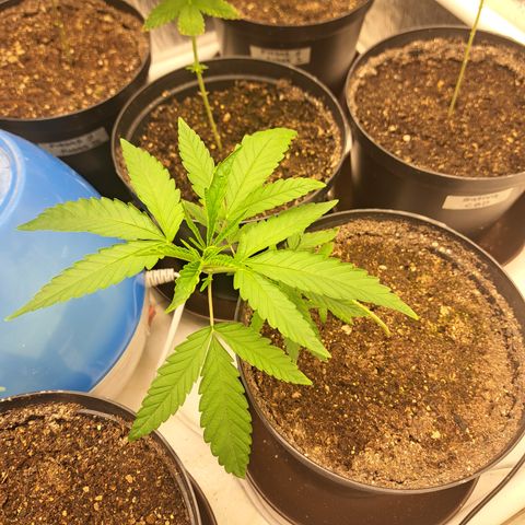 Calima I growlog timeline photo