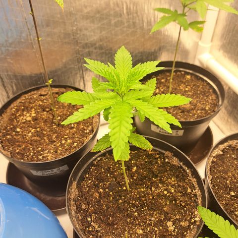 Calima II growlog timeline photo