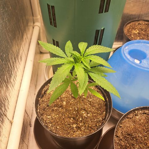 Fresas y Rosas II growlog timeline photo
