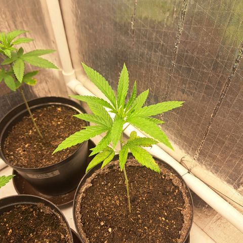 Sativa CBD growlog timeline photo