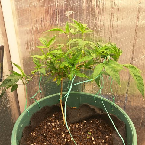 Selva Negra growlog timeline photo