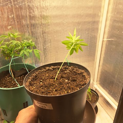 Sativa CBD growlog timeline photo