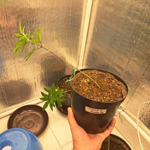 Fresas y Rosas III growlog timeline photo