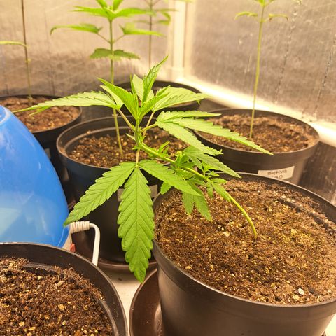 Calima I growlog timeline photo