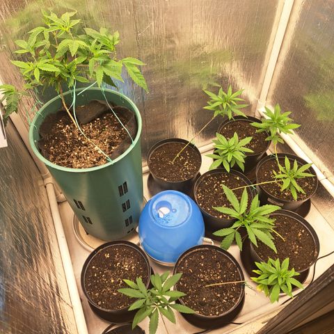 Calima II growlog photo: 1 día después del primer LST