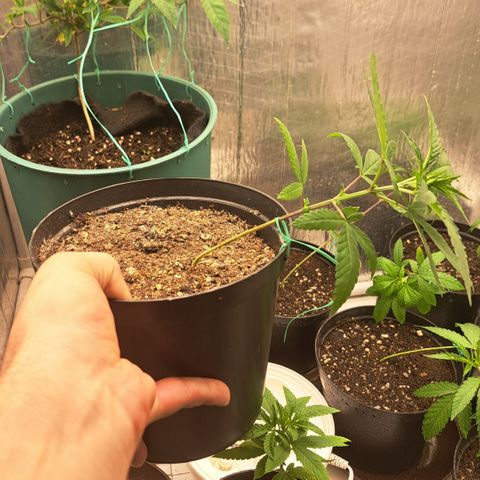 Fresas y Rosas II growlog timeline photo