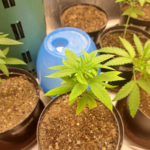 Dagga I growlog timeline photo