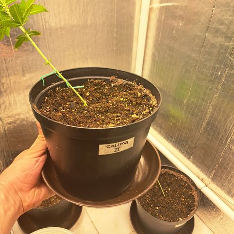Calima II growlog timeline photo