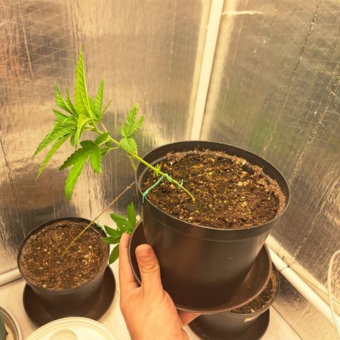 Dagga I growlog timeline photo