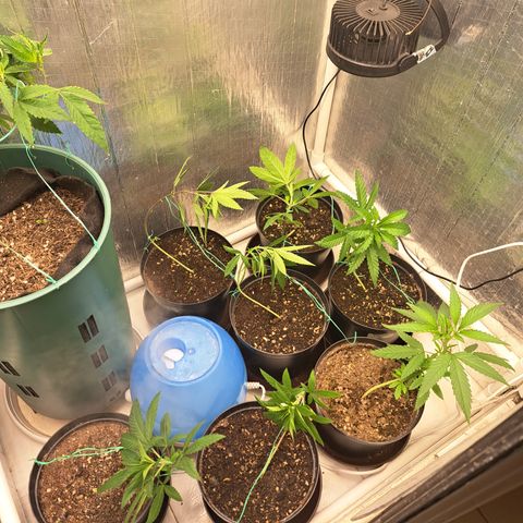 Calima II growlog photo: Segundo LST 